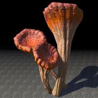 mushrooms_funnel_cap_cluster
