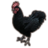 pet daemon chicken eso wiki guide