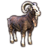 pet dragontail goat eso wiki guide