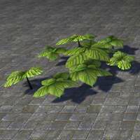 plant_cluster_jungle_leaf
