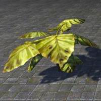 plant_squat_jungle_leaf