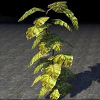 plant_towering_jungle_leaf