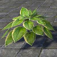 plant_verdant_hosta