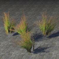 plants_redtop_grass_tuft