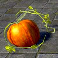 pumpkin_frail