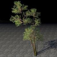 saplings_highland_cluster