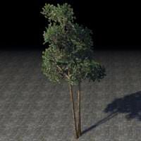 saplings_juniper_cluster