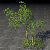 saplings_marsh_cluster