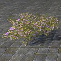 shrub_sparse_violet
