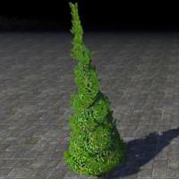 topiary_manicured_evergreen