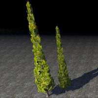 topiary_paired_cypress
