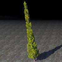 topiary_young_cypress