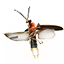 torchbug thorax