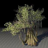 tree_ancient_banyan