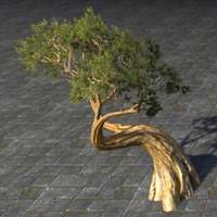 tree_ancient_juniper