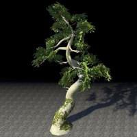 tree_ancient_summerset_spruce