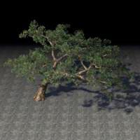 tree_angled_ash