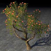 tree_blooming_crabapple