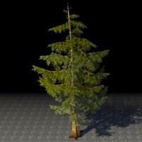 tree_foothills_pine