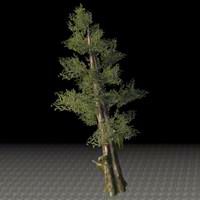tree_giant_cypress