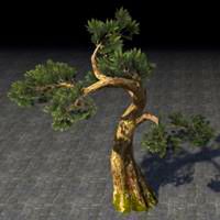 tree_hardy_cedar