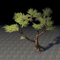 tree_rooted_ashland