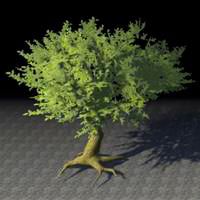tree_rooted_cedar