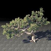tree_seagrapes