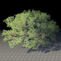 tree_shade_ancient