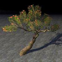 tree_sturdy_crabapple