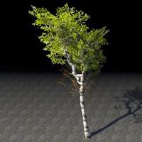 tree_sturdy_young_birch