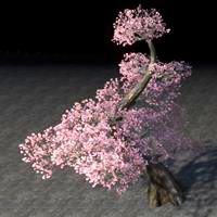tree_tiered_light_cherry