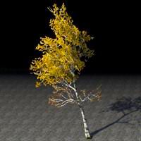 tree_towering_autumn_birch