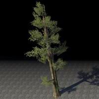 tree_towering_cypress