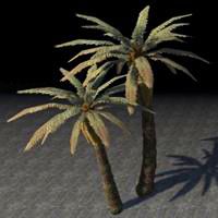 tree_towering_palm_cluster