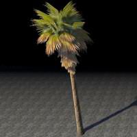 tree_towering_wax_palm