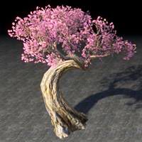tree_twisted_pink_cherry