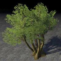 tree_vibrant_privet