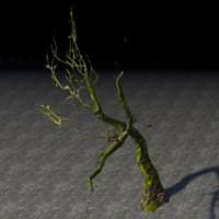 tree_withered_marsh