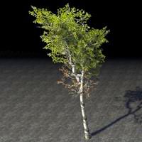 tree_young_healthy_birch