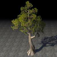 tree_young_juniper