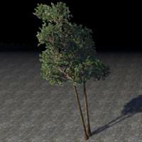 trees_paired_evergreens