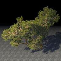 trees_sprawling_juniper_cluster